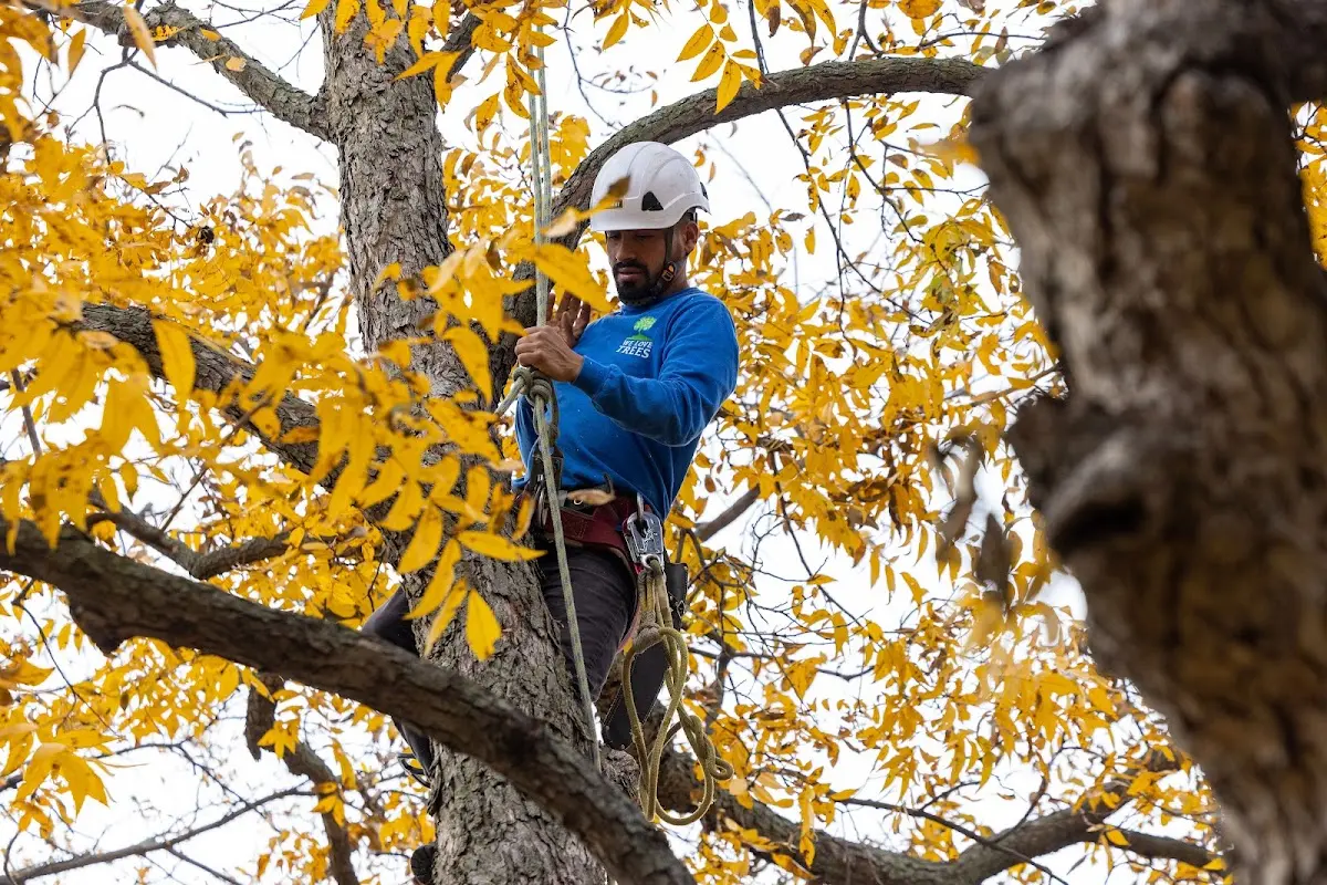 Skilled Tree Planing crew working in Flora